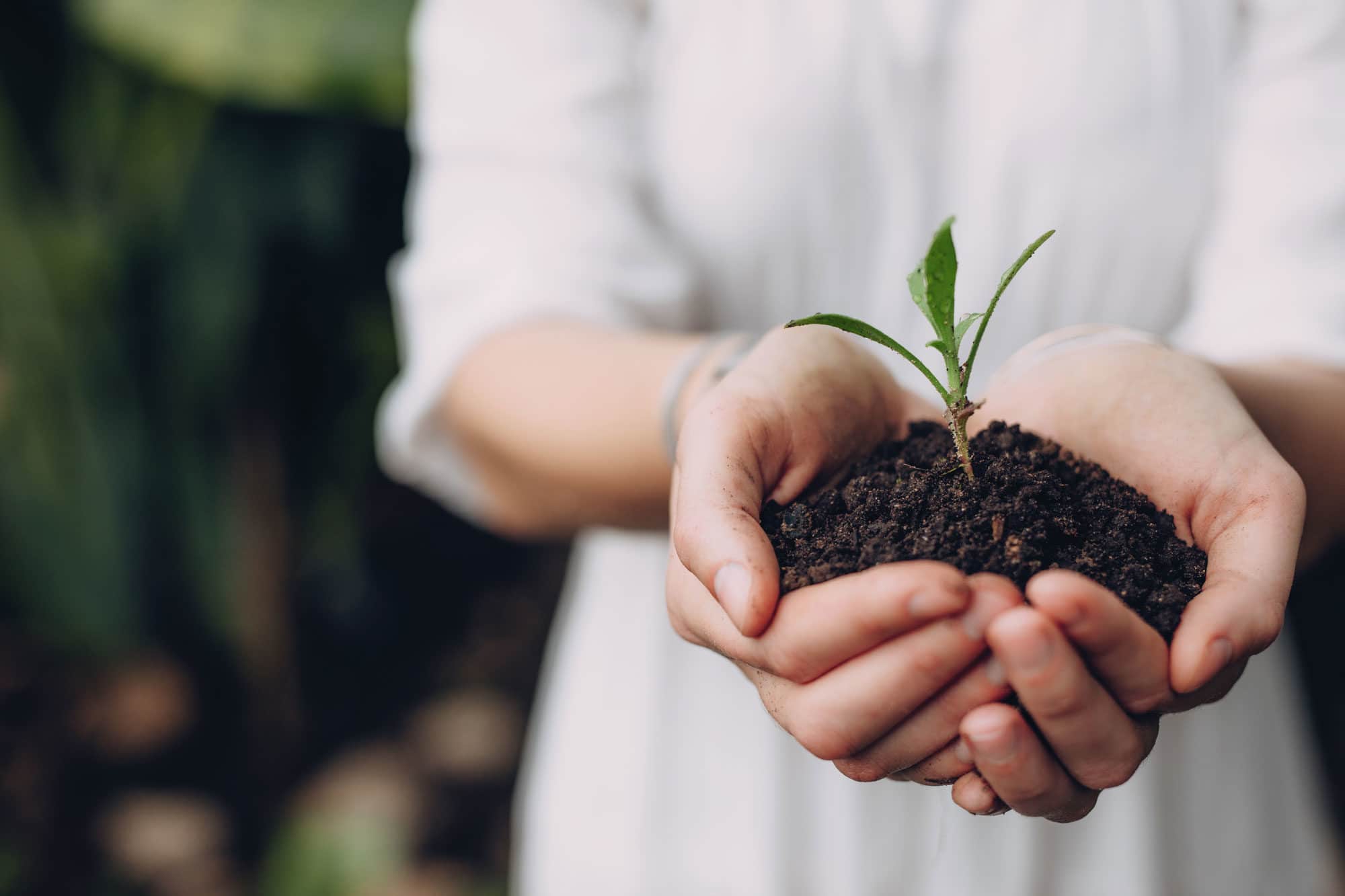 Hands holding dirt and plant