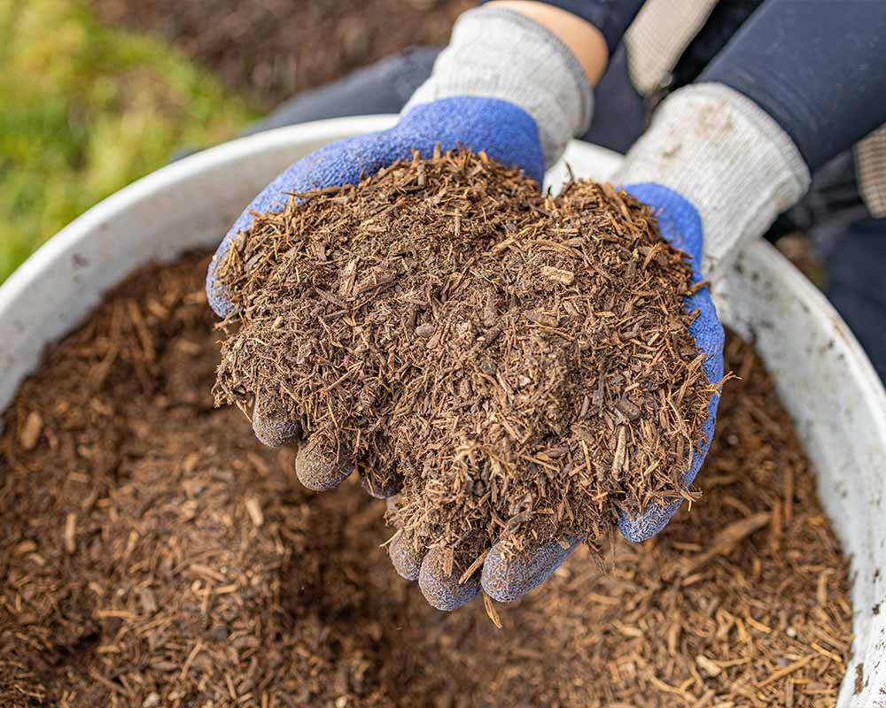 Manos con guantes sosteniendo mulch de cedro de Garden-Ville