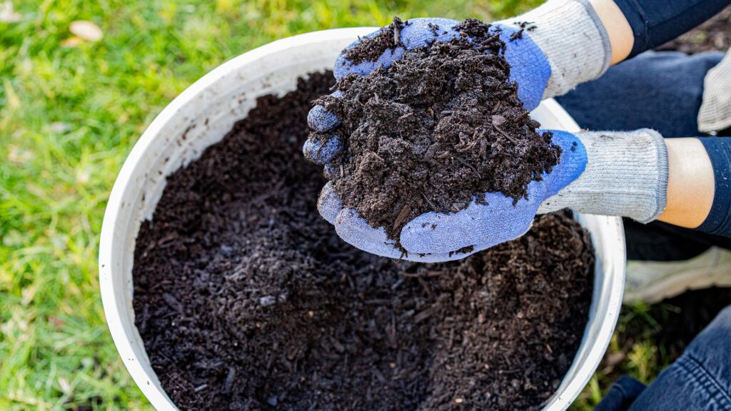 Gloved hands holding dark compost over a bucket
